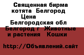 Священная бирма-котята, Белгород › Цена ­ 40 000 - Белгородская обл., Белгород г. Животные и растения » Кошки   